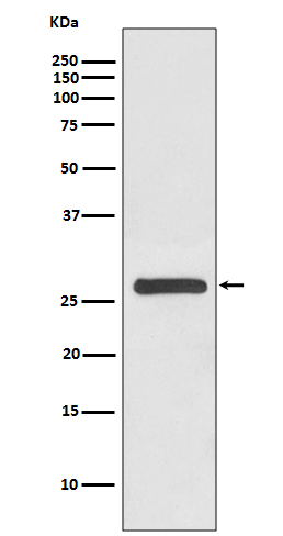 WB - 14-3-3 gamma Antibody AP90852